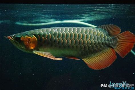 辣椒紅龍幼魚|紅龍魚之辣椒紅龍魚簡介